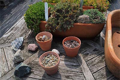 Succulent Container Gardening - Landscape Creations Nursery Chesterland, OH