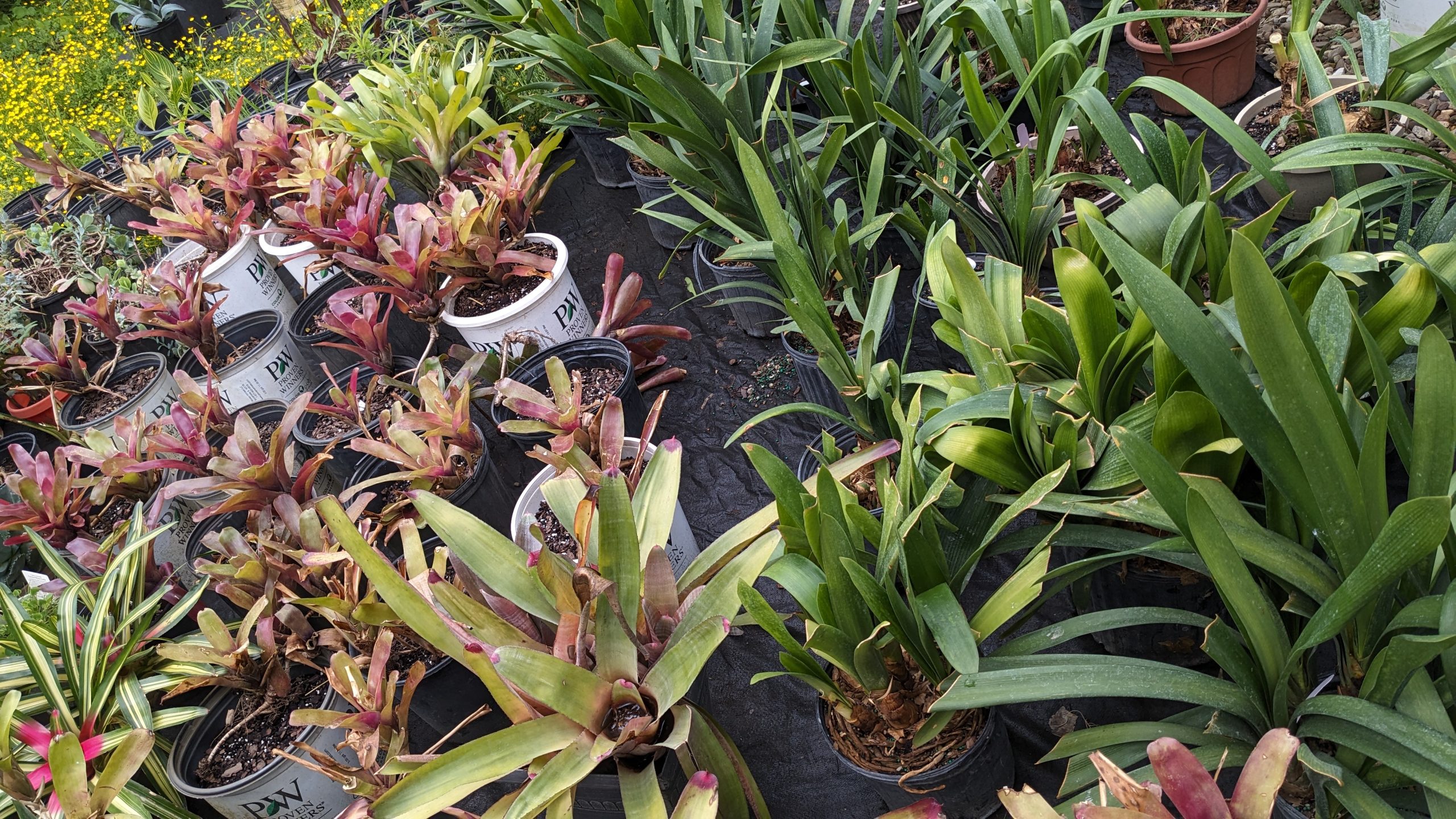 Bromeliads & Tropical Plants for Sale
