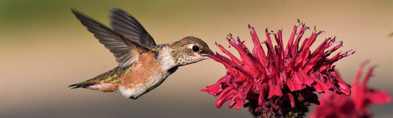 hummingbird-feeding-monarda-banner