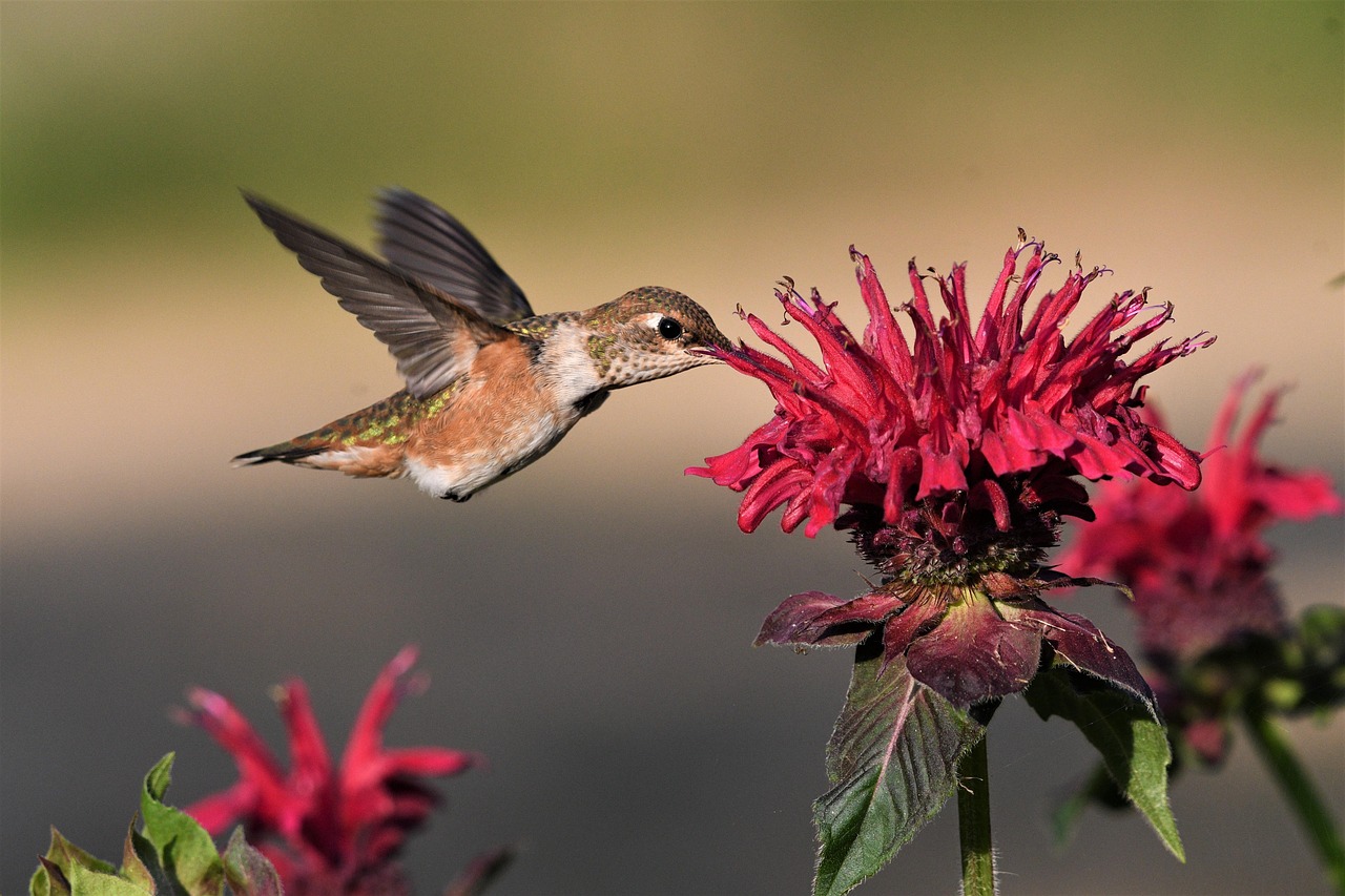 Female Hummingbird Feeding on Monarda / Bee Balm