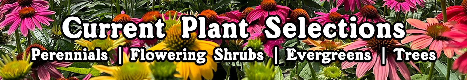Retail Plant Availability - Flowering Shrubs, Perennials, Trees, Evergreens