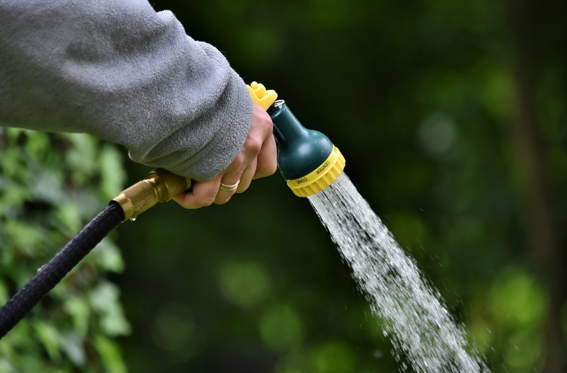 water plants with a hose